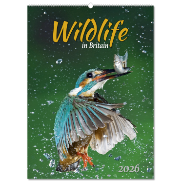 Wildlife in Britain Wall Calendar